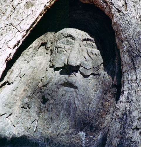 Burke And Wills Dig Tree - Yarra Valley Accommodation 7