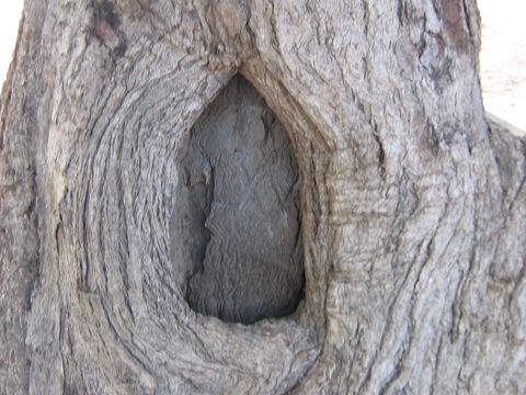 Burke And Wills Dig Tree - Yarra Valley Accommodation 10
