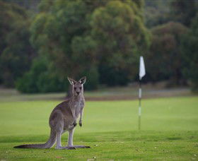 Anglesea Golf Club - Yarra Valley Accommodation 0