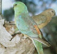 Lake Albacutya Regional Park - Yarra Valley Accommodation