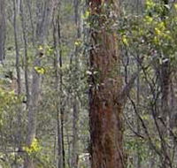 Heathcote-Graytown National Park - Yarra Valley Accommodation
