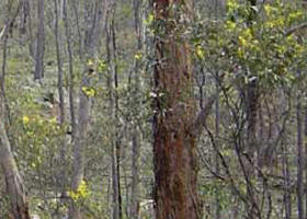 Heathcote-Graytown National Park - Yarra Valley Accommodation 0
