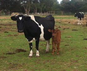 Animal Land Children's Farm - Yarra Valley Accommodation 0