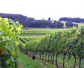 Banjo's Run Winery And Vineyard - Yarra Valley Accommodation 0