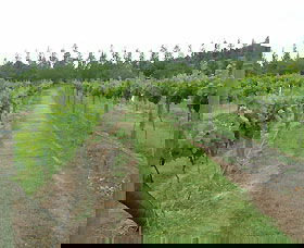 Lake George Winery - Yarra Valley Accommodation 1
