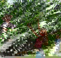 Forest Range Cherries - Yarra Valley Accommodation