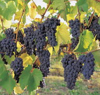 Hills Short Wine and Food Trail - Yarra Valley Accommodation