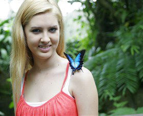 Australian Butterfly Sanctuary - Yarra Valley Accommodation 0