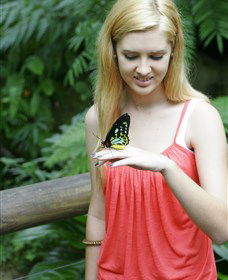 Australian Butterfly Sanctuary - Yarra Valley Accommodation 1