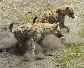 Altina Wildlife Park - Yarra Valley Accommodation 0