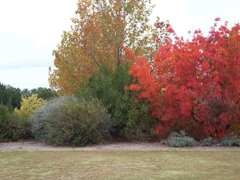 Australian Inland Botanic Gardens - Yarra Valley Accommodation 2