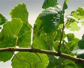 Angullong Wines - Yarra Valley Accommodation 1