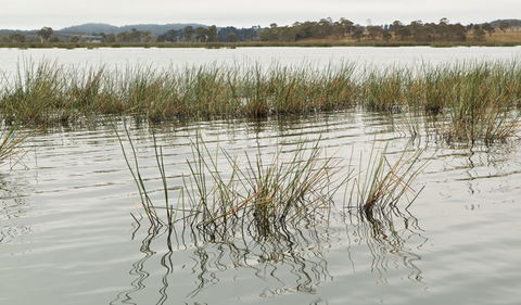 Lagoon Circuit Walking Track - Yarra Valley Accommodation 3