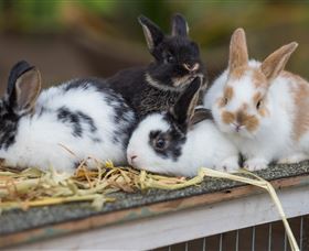 Amazement Farm And Fun Park / Cafe And Farmstay Accommodation - Yarra Valley Accommodation 2