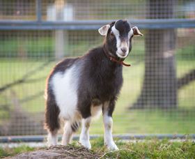 Amazement Farm And Fun Park / Cafe And Farmstay Accommodation - Yarra Valley Accommodation 3