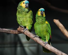 Amazement Farm And Fun Park / Cafe And Farmstay Accommodation - Yarra Valley Accommodation 7