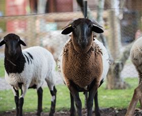 Amazement Farm And Fun Park / Cafe And Farmstay Accommodation - Yarra Valley Accommodation 4