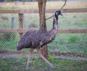 Amazement Farm And Fun Park / Cafe And Farmstay Accommodation - Yarra Valley Accommodation 6