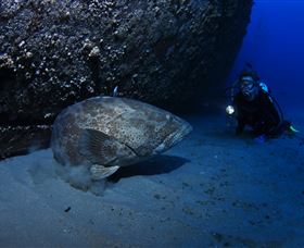 HMAS Brisbane Dive Site - Yarra Valley Accommodation 3