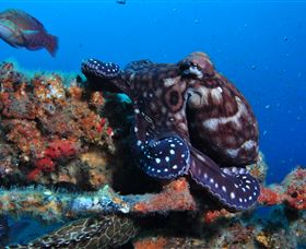 HMAS Brisbane Dive Site - Yarra Valley Accommodation 2