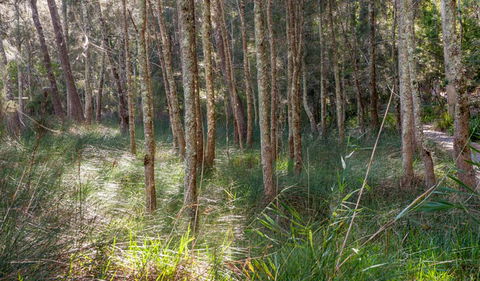 Anabranch Loop Track - Yarra Valley Accommodation 0