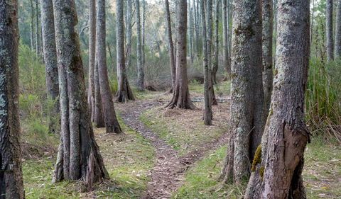 Anabranch Loop Track - Yarra Valley Accommodation 1