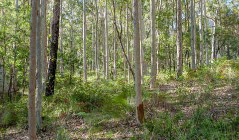 Anabranch Loop Track - Yarra Valley Accommodation 2