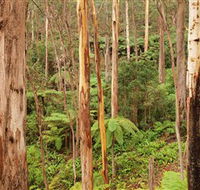 Cycle Mogo State Forest - Yarra Valley Accommodation