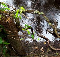 Mogo Bushwalk - Yarra Valley Accommodation