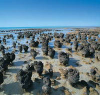 Hamelin Pool Stromatolites - Yarra Valley Accommodation