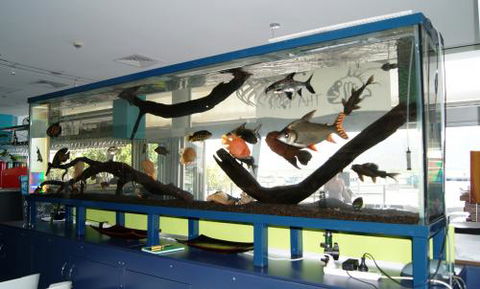 Aquariums In Cairns - Yarra Valley Accommodation 2