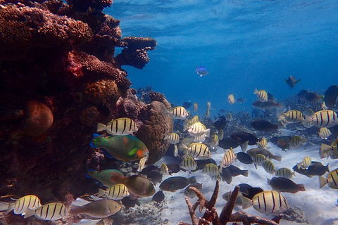 Lagoon Explorer - Ningaloo Reef Full-Day Kayaking And Snorkeling Adventure - Yarra Valley Accommodation 6