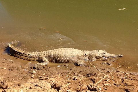 Amazing Windjana Gorge And Tunnel Creek Adventure From Broome - Yarra Valley Accommodation 7