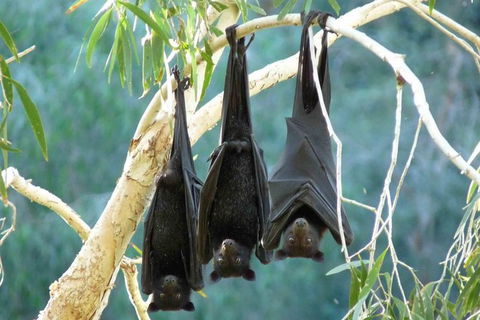 Amazing Windjana Gorge And Tunnel Creek Adventure From Broome - Yarra Valley Accommodation 3