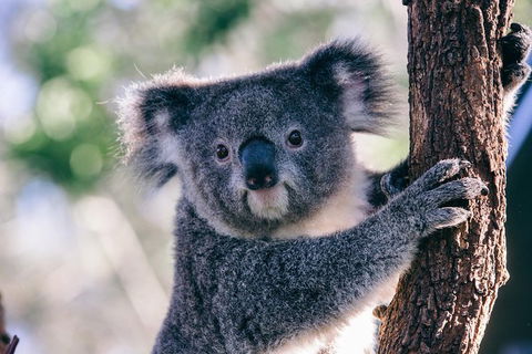 AUSTRALIAN NATIVE FOOD TOUR From Melbourne - Yarra Valley Accommodation 1