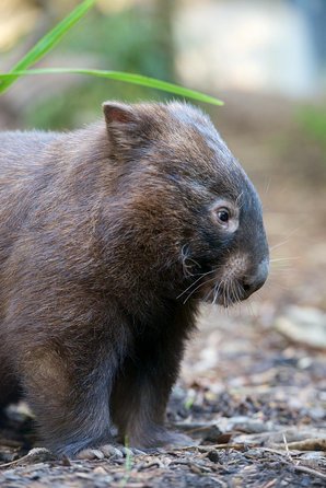Healesville Sanctuary And Yarra Valley Day Trip From Melbourne - Yarra Valley Accommodation 1