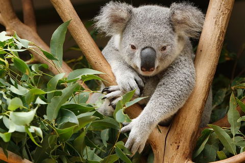 Healesville Sanctuary And Yarra Valley Day Trip From Melbourne - Yarra Valley Accommodation 0