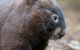 Healesville Sanctuary And Yarra Valley Day Trip From Melbourne - thumb 11