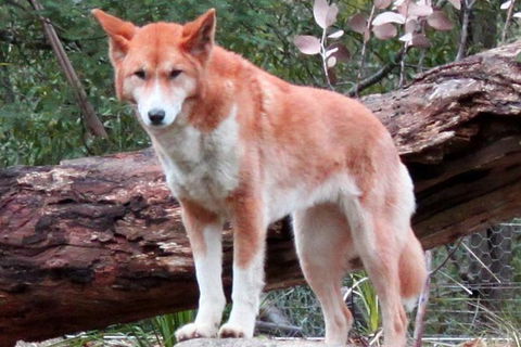 Healesville Sanctuary And Yarra Valley Day Trip From Melbourne - Yarra Valley Accommodation 8