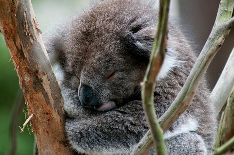 Healesville Sanctuary And Yarra Valley Day Trip From Melbourne - Yarra Valley Accommodation 7