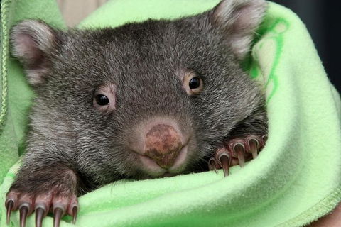 Healesville Sanctuary And Yarra Valley Day Trip From Melbourne - Yarra Valley Accommodation 9