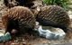 Healesville Sanctuary And Yarra Valley Day Trip From Melbourne - thumb 3