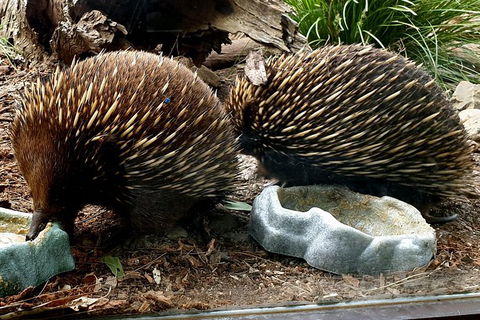Healesville Sanctuary And Yarra Valley Day Trip From Melbourne - Yarra Valley Accommodation 3
