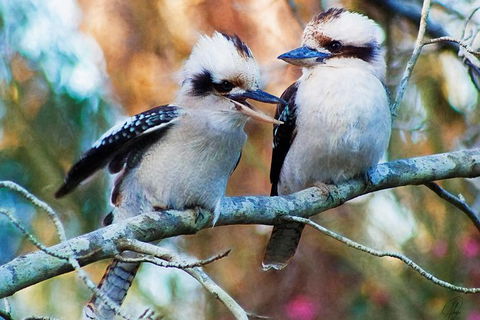 Healesville Sanctuary And Yarra Valley Day Trip From Melbourne - Yarra Valley Accommodation 5