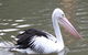 Healesville Sanctuary And Yarra Valley Day Trip From Melbourne - thumb 6