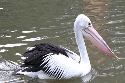 Healesville Sanctuary And Yarra Valley Day Trip From Melbourne - Yarra Valley Accommodation 6