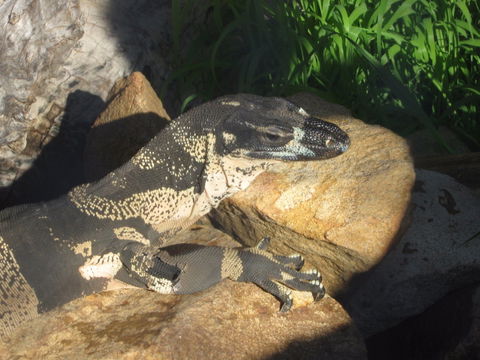 Armadale Reptile Centre - Yarra Valley Accommodation 0