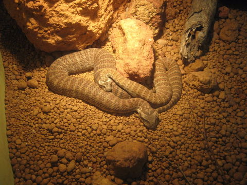 Armadale Reptile Centre - Yarra Valley Accommodation 1
