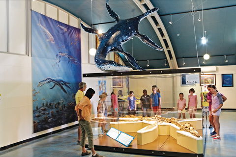 Australian Dinosaur Trail - Yarra Valley Accommodation 1