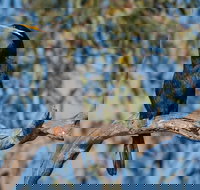 Greenough River Nature Trail - Yarra Valley Accommodation